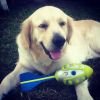 Our dog Ruby likes playing Nerf <br />

Views: 11653
Rating: 4/5
Date: 21.11.13
720x720 (147.9 KB)