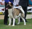 Sydney Royal 2004 - BOB, Best In Group & Runner Up Best In Show. (Intermediate Dog)
Views: 1288
Rating: 4.8/5
Date: 18.04.04
435x400 (46.3 KB)