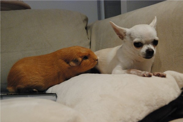 chihuahua &amp; crested guinea pig