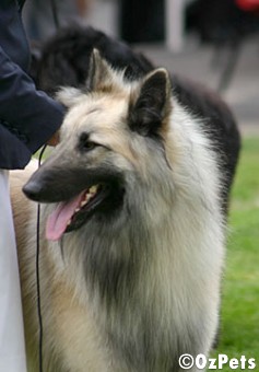 Belgian Shepherd (Tervueren)