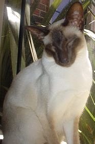 male Chocolate point Siamese