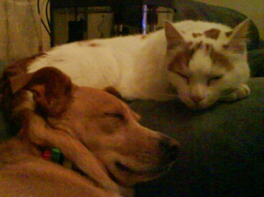 Domestic Cat and Staffy Cattle Dog Cross