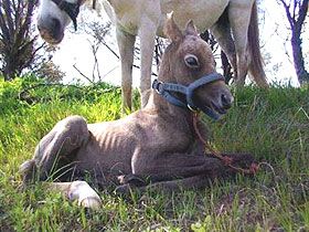 American Saddlebred pony