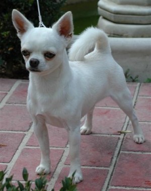 Chihuahua Smooth Coat