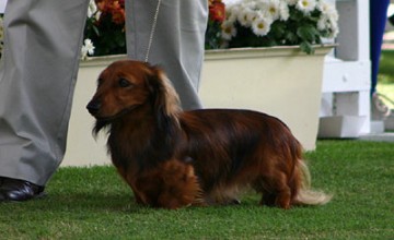 Dachshund (Miniature Long Haired)