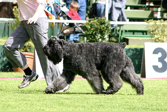 Black Russian Terrier